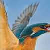 Kingfisher - Sortez ! sur Martins-pêcheurs - Corné van Oosterhout