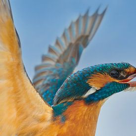 Kingfisher - Sortez ! sur IJsvogels.nl - Corné van Oosterhout