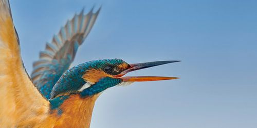 IJsvogel - Wegwezen!