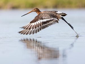 Vögel | Ein Uferschnepfe fliegt aus dem Wasser von Servan Ott
