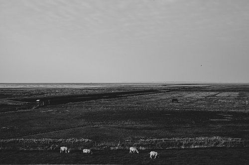 Zwart-wit landschap in Moddergat, Friesland.