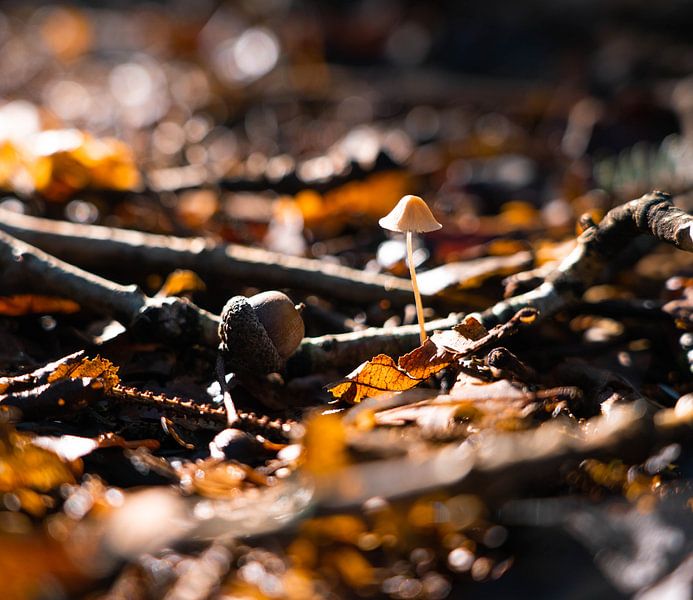 Eenzame paddenstoel van Marjon Boerman