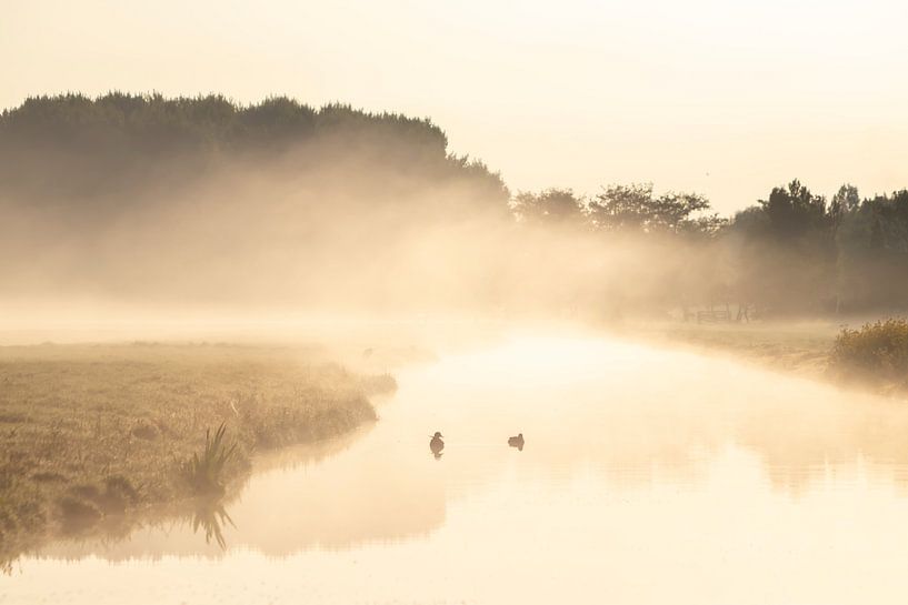 Fossé brumeux avec des foulques par Bas Ronteltap