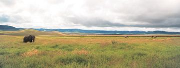 Ngorongoro elephants van BL Photography