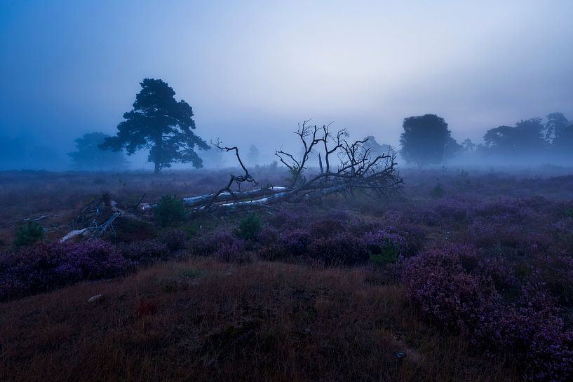 Mistig blauwe uurtje heide Veluwe van Rick Kloekke