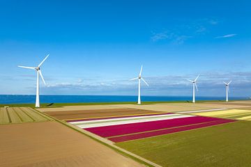 Tulpen auf landwirtschaftlichen Feldern mit Windrädern im Hintergrund von Sjoerd van der Wal Fotografie