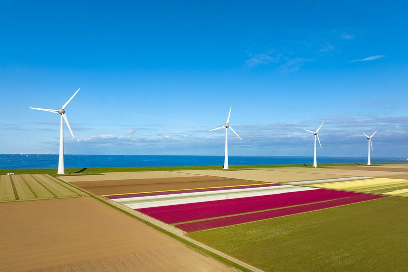 Tulips in agricultural fields with wind turbines in the backgrou by Sjoerd van der Wal Photography