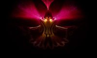 The mantle of the orchid