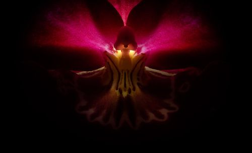 Der Mantel der Orchidee