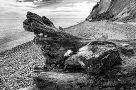 Driftwood on the Baltic Sea | Jasmund | Rügen by Flatfield