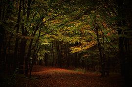 The dark forest by Rosenthal fotografie