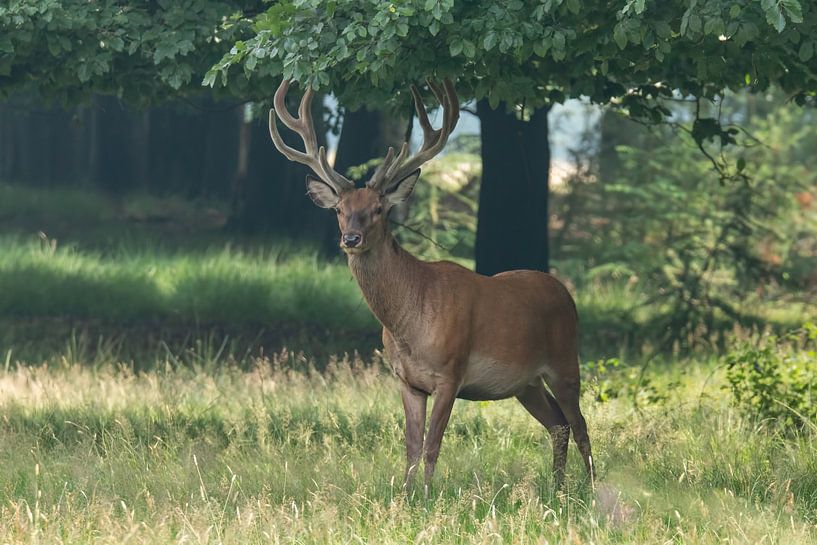 Red deer in the Veluwe by Gert Hilbink
