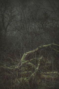 Moss On Fallen Branch
