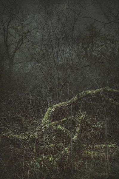 Moss On Fallen Branch by Dan Courtice