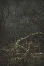 Moss On Fallen Branch by Dan Courtice thumbnail