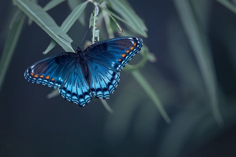 Butterfly by Ivy Deng