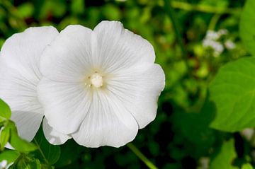 Seltene weiße Lavatera-Blüte von Ivonne Fuhren-van de Kerkhof