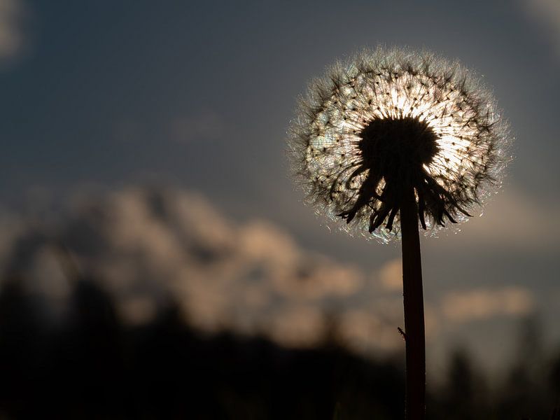 Dandelion in the back light by Andreas Müller