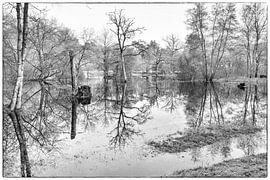 Bäume reflektieren