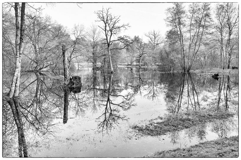 Trees reflects by Betty van Engelen