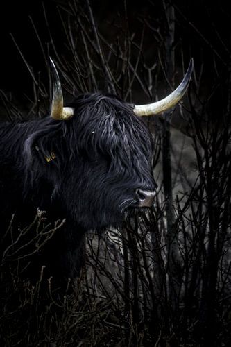 Dark
