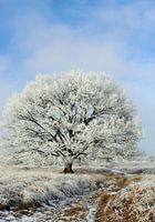 Winters landschap 