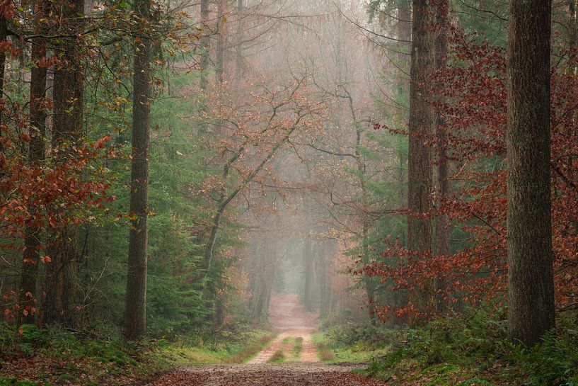Red vs Green by Jeroen Schouten