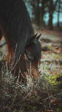 Een mooi portret van een wild paard bij Planken wambuis van AciPhotography