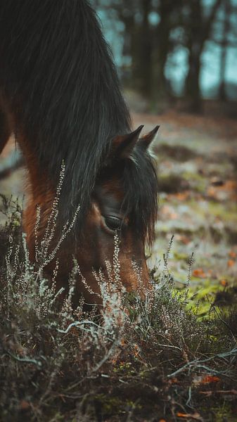 Een mooi portret van een wild paard bij Planken wambuis van AciPhotography