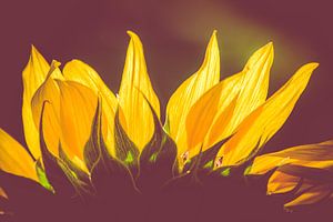Sonnenblume