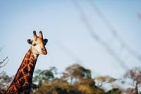 Peekaboo Giraffe