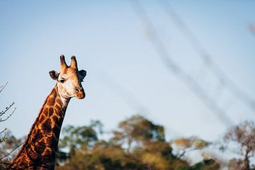 Kiekeboe Giraffe van Louise van Gend