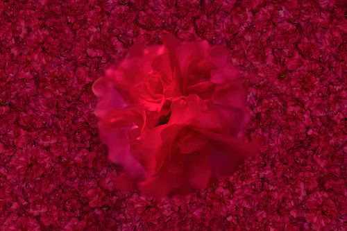 L'azalée en 3D sur Nick Holland