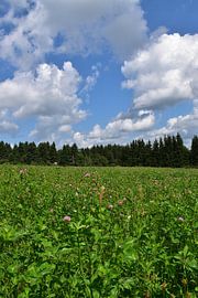 Ein Kleefeld im Sommer von Claude Laprise
