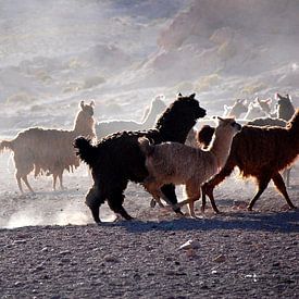 Lama shepherdess by Suzanne Roes