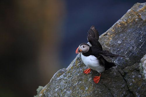 Papegaaiduikers Noorwegen