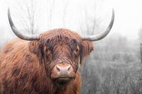 Schotse hooglander (6)