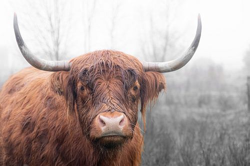 Schotse hooglander (6)