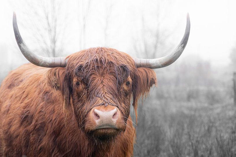 Highlander écossais (6) par Josine Claasen