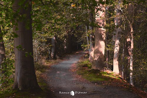 Forest path in Twickel