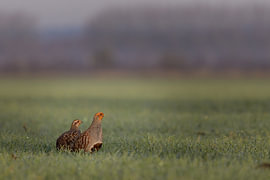 Partridges in the field by Wim Wilmers