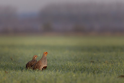 Des perdrix dans les champs