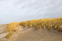 Dune view