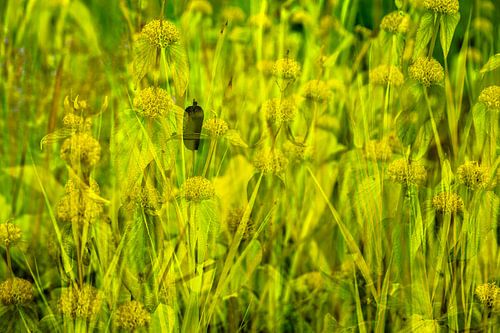 Abstract floral double shot in green and yellow
