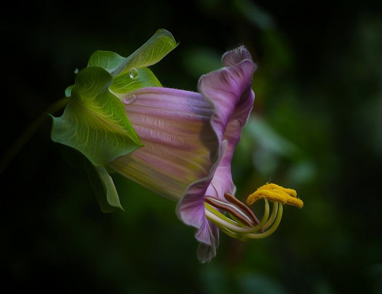 Glockenrebe by Gabriele Haase