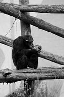 Mother monkey with little one