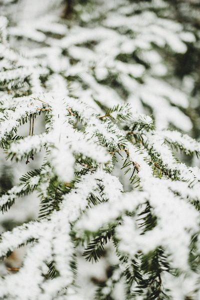 Still life of snowy pine branches by Holly Klein Oonk