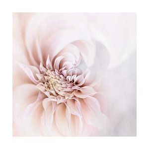 Tourbillon de dahlia