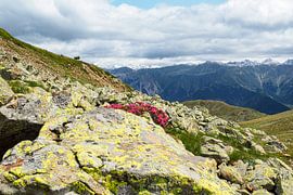 Die Vinschgauer Berge in Südtirol zeigen sich im Frühling mit alpinen Blüten, Wollgras und frischer Berglandschaft. Eine eindrucksvolle Kombination aus Naturvielfalt und alpiner Weite. von Miriam Schwarzfischer Fotografie