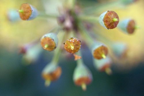 macro zenuwbanen van de fotografie  in de knop
